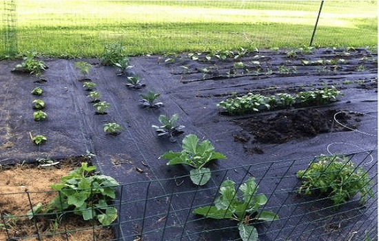 Geotextile Fabric: Blocking Weeds While Promoting Soil Health