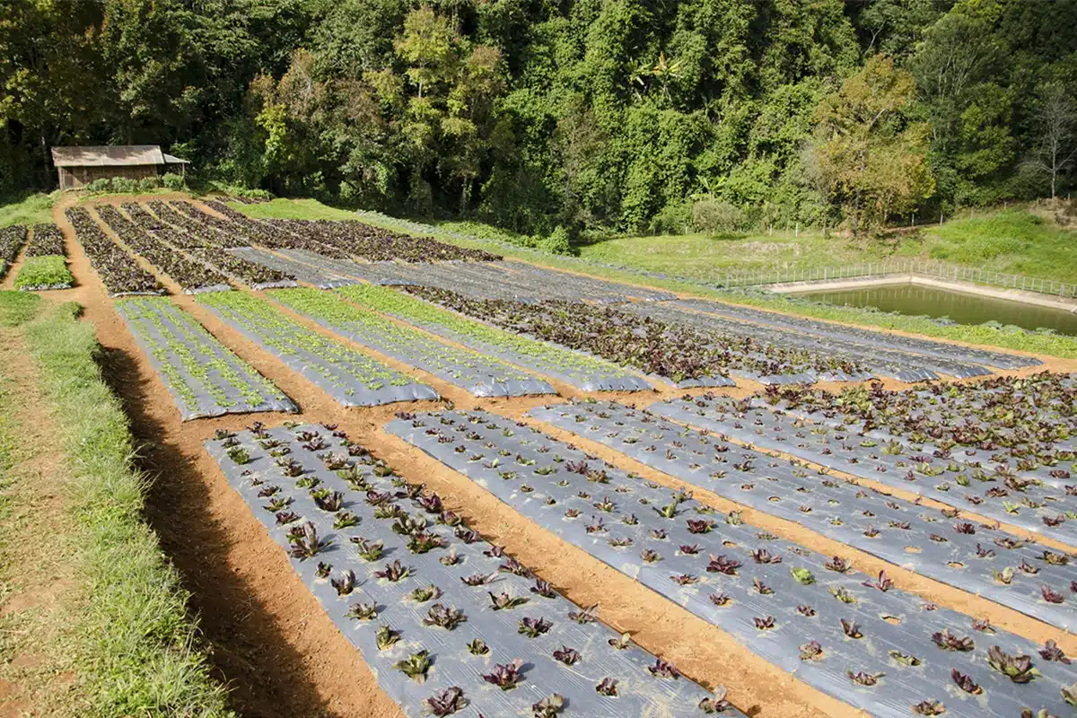 How to Lay Landscape Fabric for Maximum Weed Control