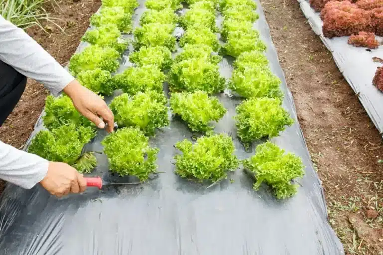 Geotextile Landscape Fabric for Weed Control and Grass Prevention